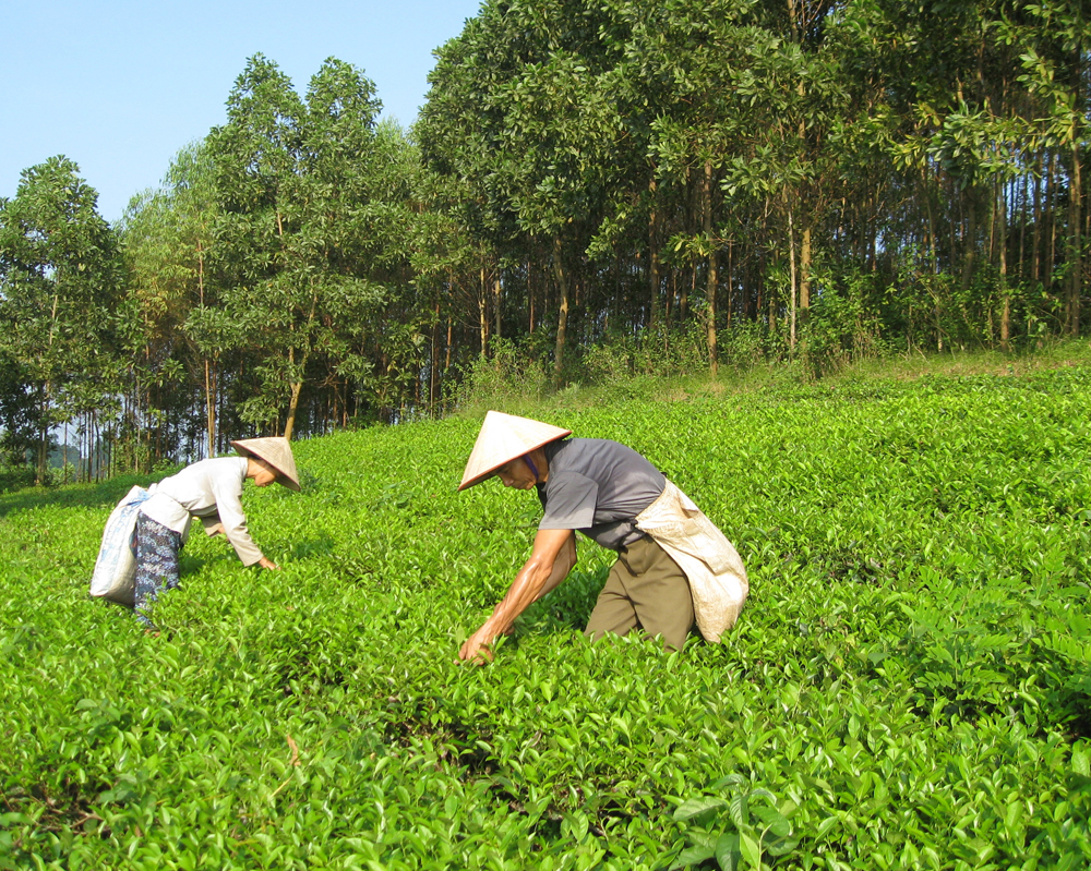 Xây dựng và phát triển bền vững thương hiệu chè Phú Thọ